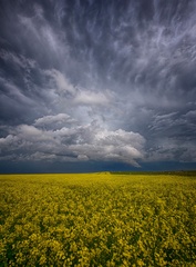 Alberta Canola - Ryan Wunsch